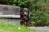 BEAUCERON - PUPPIES 235